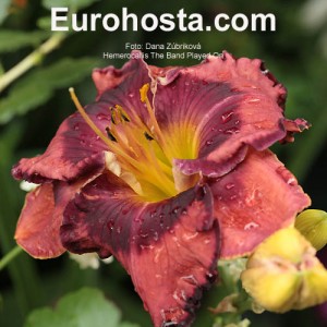 Hemerocallis The Band Played On - Eurohosta