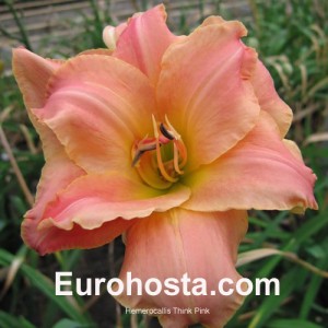 Hemerocallis Think Pink