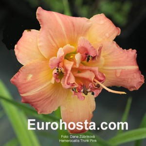 Hemerocallis Think Pink