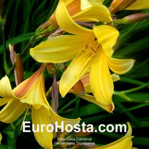 Hemerocallis Thumbelina - Eurohosta