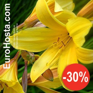 Hemerocallis Stella d´Oro - Eurohosta