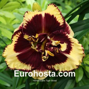 Hemerocallis Tiger Blood - Eurohosta