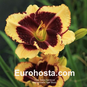 Hemerocallis Tiger Blood - Eurohosta