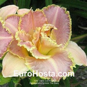 Hemerocallis Unlock the Stars - Eurohosta