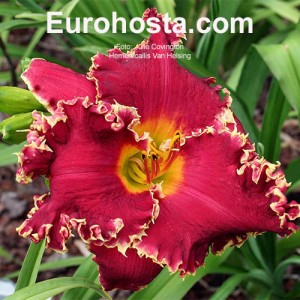 Hemerocallis Van Helsing