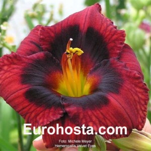 Hemerocallis Velvet Eyes