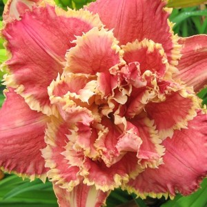 Hemerocallis Venetian Fringe