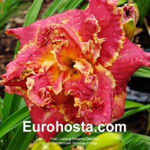 Hemerocallis Venetian Fringe