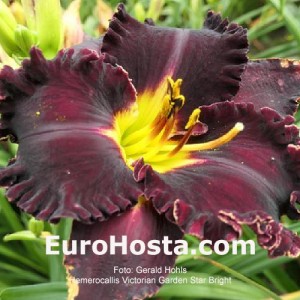 Hemerocallis Victoria Garden Star Bright