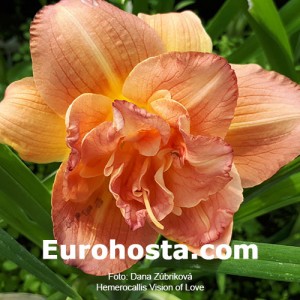 Hemerocallis Vision of Love