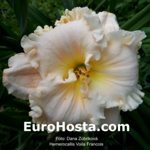 Hemerocallis Voila Francois - Eurohosta