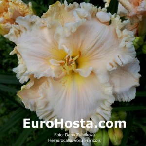 Hemerocallis Voila Francois - Eurohosta