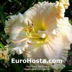 Hemerocallis Voila Francois - Eurohosta