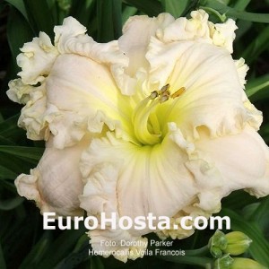 Hemerocallis Voila Francois - Eurohosta