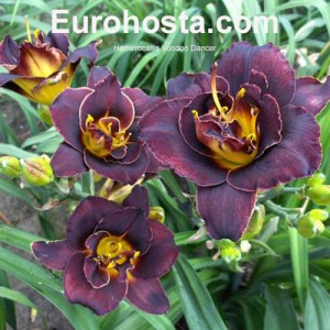 Hemerocallis Vodoo Dancer