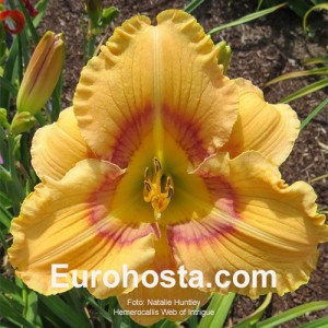 Hemerocallis Web of Intrigue 