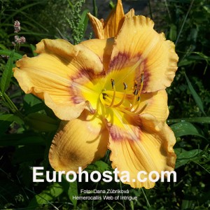 Hemerocallis Web of Intrigue 