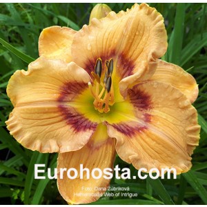 Hemerocallis Web of Intrigue 