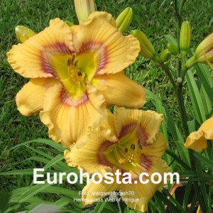 Hemerocallis Web of Intrigue 