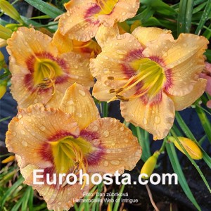 Hemerocallis Web of Intrigue 