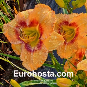 Hemerocallis Web of Intrigue 