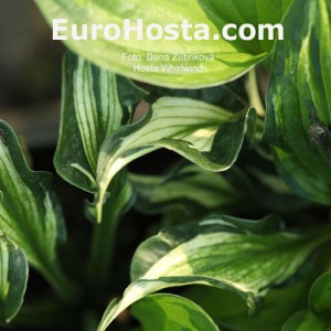 Hosta Whirlwind - Eurohosta