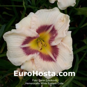 Hemerocallis White Eyelash Cutie - Eurohosta