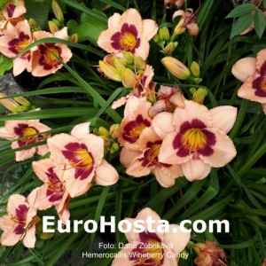 Hemerocallis Wineberry Candy - Eurohosta