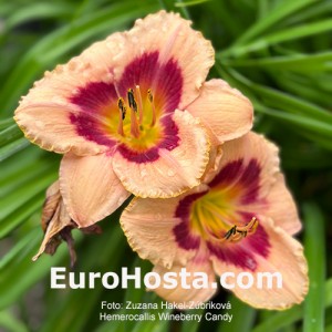 Hemerocallis Wineberry Candy - Eurohosta