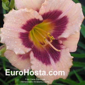 Hemerocallis Wineberry Candy - Eurohosta