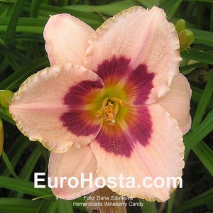 Hemerocallis Wineberry Candy - Eurohosta