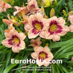 Hemerocallis Wineberry Candy - Eurohosta