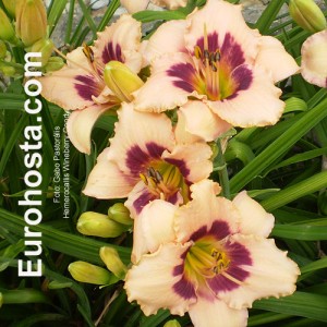 Hemerocallis Wineberry Candy - Eurohosta