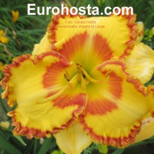 Hemerocallis Wizard At Large