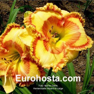 Hemerocallis Wizard At Large