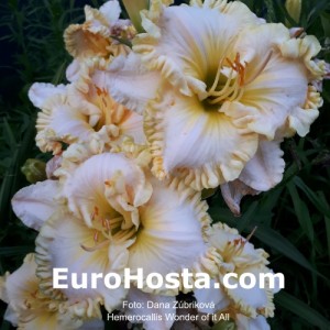 Hemerocallis Wonder of it All - Eurohosta