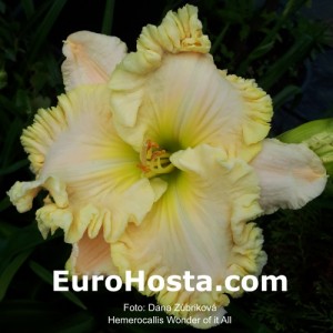 Hemerocallis Wonder of it All - Eurohosta