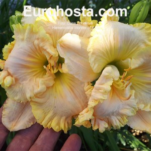 Hemerocallis Wonder of it All - Eurohosta