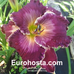 Hemerocallis Pirate King