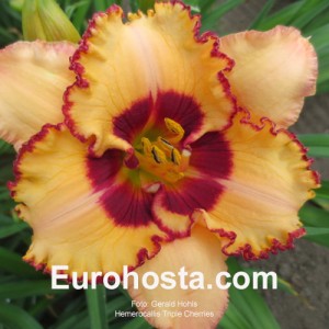 Hemerocallis Triple Cherries