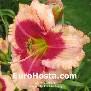 Hemerocallis Just Like Candy