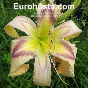 Hemerocallis Rainbow Star