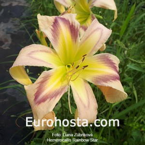 Hemerocallis Rainbow Star