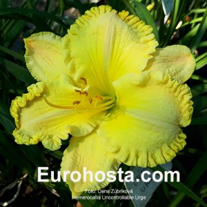 Hemerocallis Uncontrollable Urge