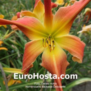 Hemerocallis Backseat Debutante