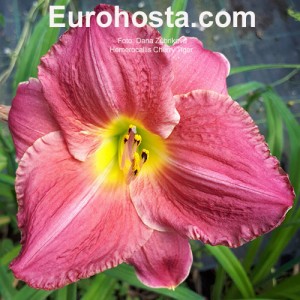 Hemerocallis Cherry Tiger