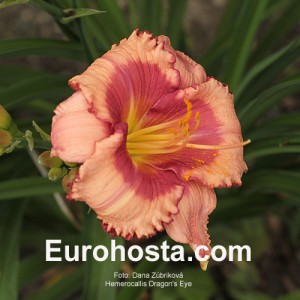 Hemerocallis Dragons Eye - Eurohosta