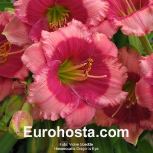 Hemerocallis Dragons Eye - Eurohosta