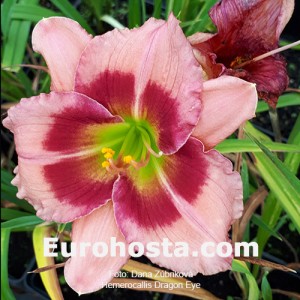 Hemerocallis Dragons Eye - Eurohosta