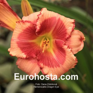 Hemerocallis Dragons Eye - Eurohosta